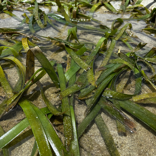 Enhalus acoroides, photograph 6