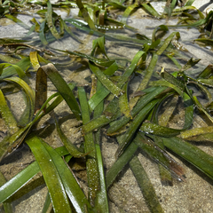 Enhalus acoroides, photograph (c) Gabriel, some rights reserved (CC BY)