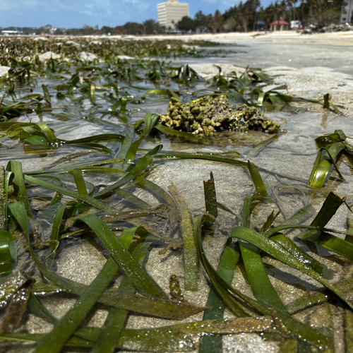 Enhalus acoroides, photograph 5