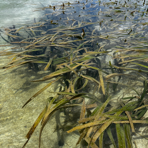 Enhalus acoroides, photograph 4