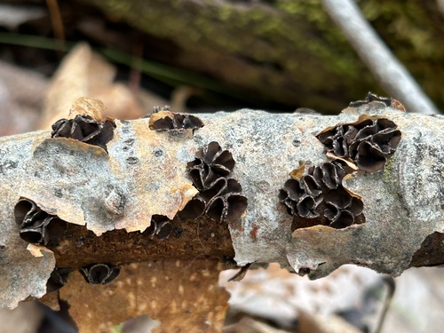 Sclerencoelia fascicularis observed 2026-05-15