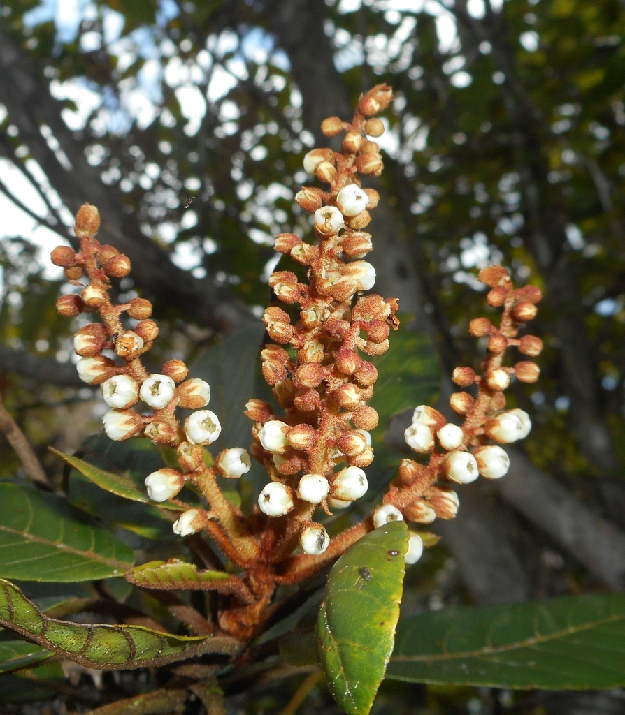 Clethra cubensis (Clethra cubensis)