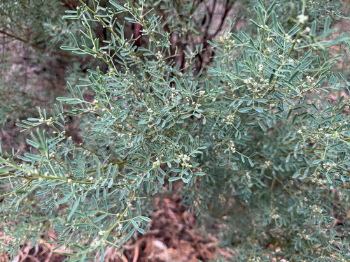 silver senna