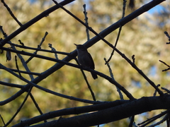 Troglodytes aedon