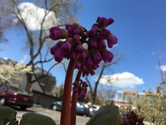 Bergenia