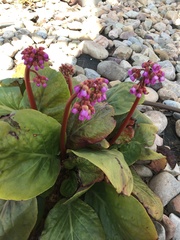 Bergenia