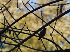 Troglodytes aedon