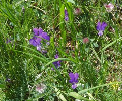 Viola aethnensis