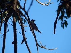 Passer domesticus