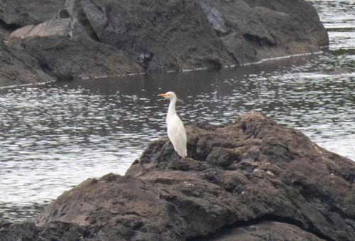 Western Cattle-Egret