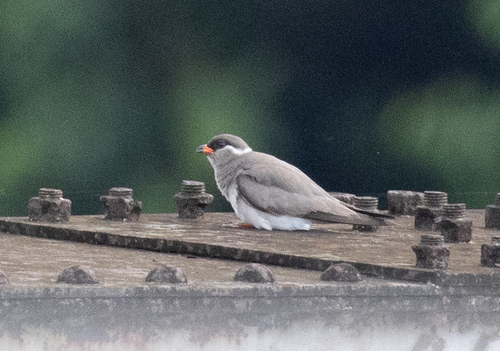Rock Pratincole