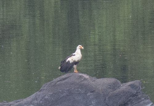 Palm-nut Vulture
