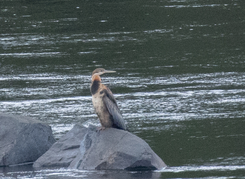 African Darter