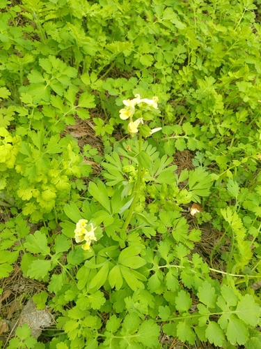 Corydalis bracteata, photograph 6