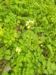Corydalis bracteata, photograph (c) Ульяна Ярцева, some rights reserved (CC BY)