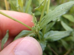 Spigelia hedyotidea