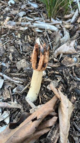 Lizard's Claw Stinkhorn