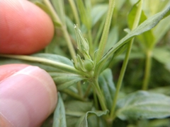 Spigelia hedyotidea