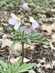Cardamine concatenata
