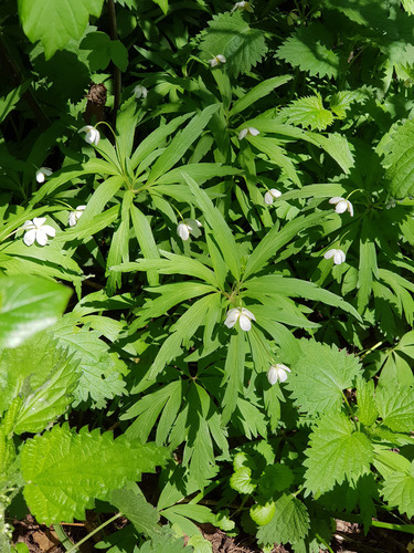 Anemone caerulea, photograph 6