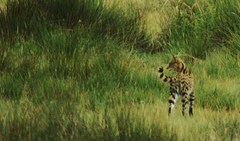 Leptailurus serval lipostictus