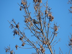 Thraupis sayaca