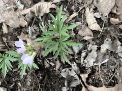 Cardamine concatenata