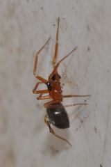 Walckenaeria corniculans