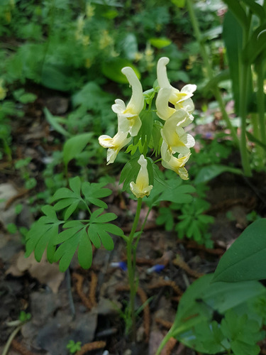 Corydalis bracteata, photograph 5