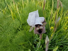 Iris hermona