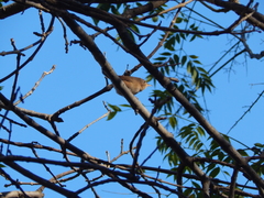 Troglodytes aedon