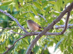 Troglodytes aedon