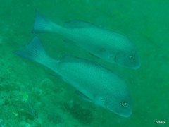 Plectorhinchus centurio