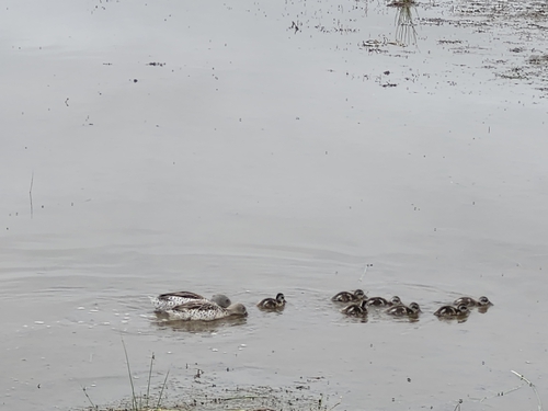 iNaturalist image