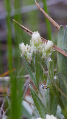 Antennaria microphylla