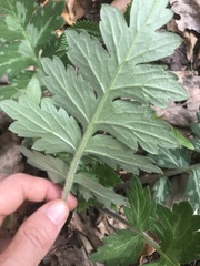 Hydrophyllum macrophyllum