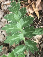Hydrophyllum macrophyllum