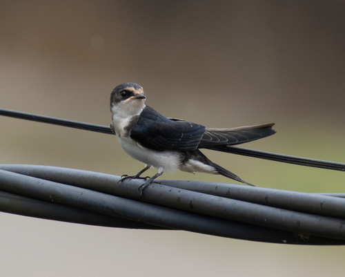 Ethiopian Swallow (Hirundo aethiopica)