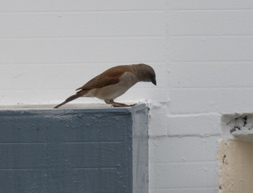 Northern Grey-headed Sparrow