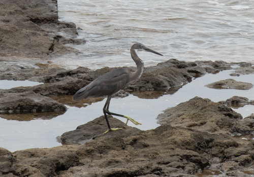 Western Reef Heron
