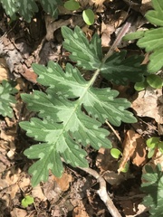 Hydrophyllum macrophyllum