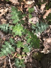 Hydrophyllum macrophyllum