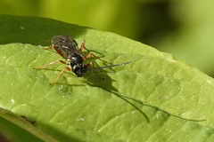 Diplazontinae