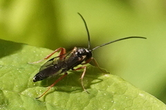 Diplazontinae