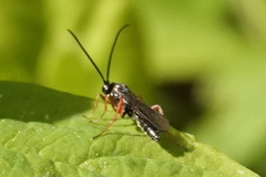 Diplazontinae
