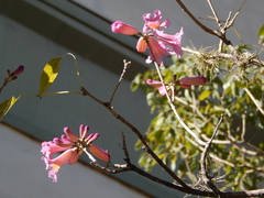 Handroanthus