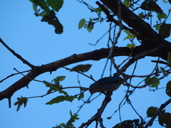Thraupis sayaca