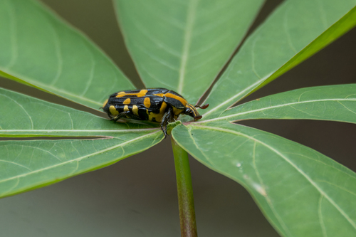 Yellow Marking Flower Beetle