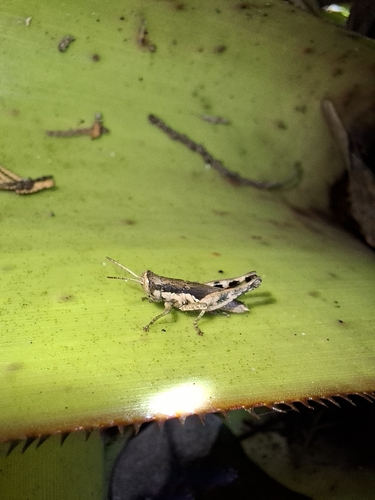 Short-winged Rice Grasshopper