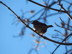 Passer domesticus